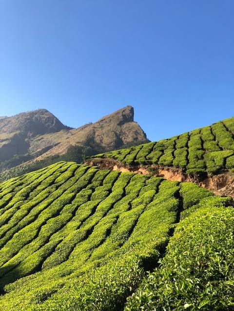 kolukkumalai tea